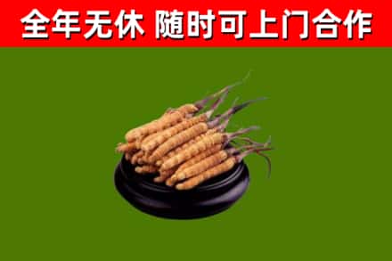海东回收散虫草